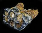 Rare Desmostylus Tooth (Hippo Like Animal) - California #31715-3